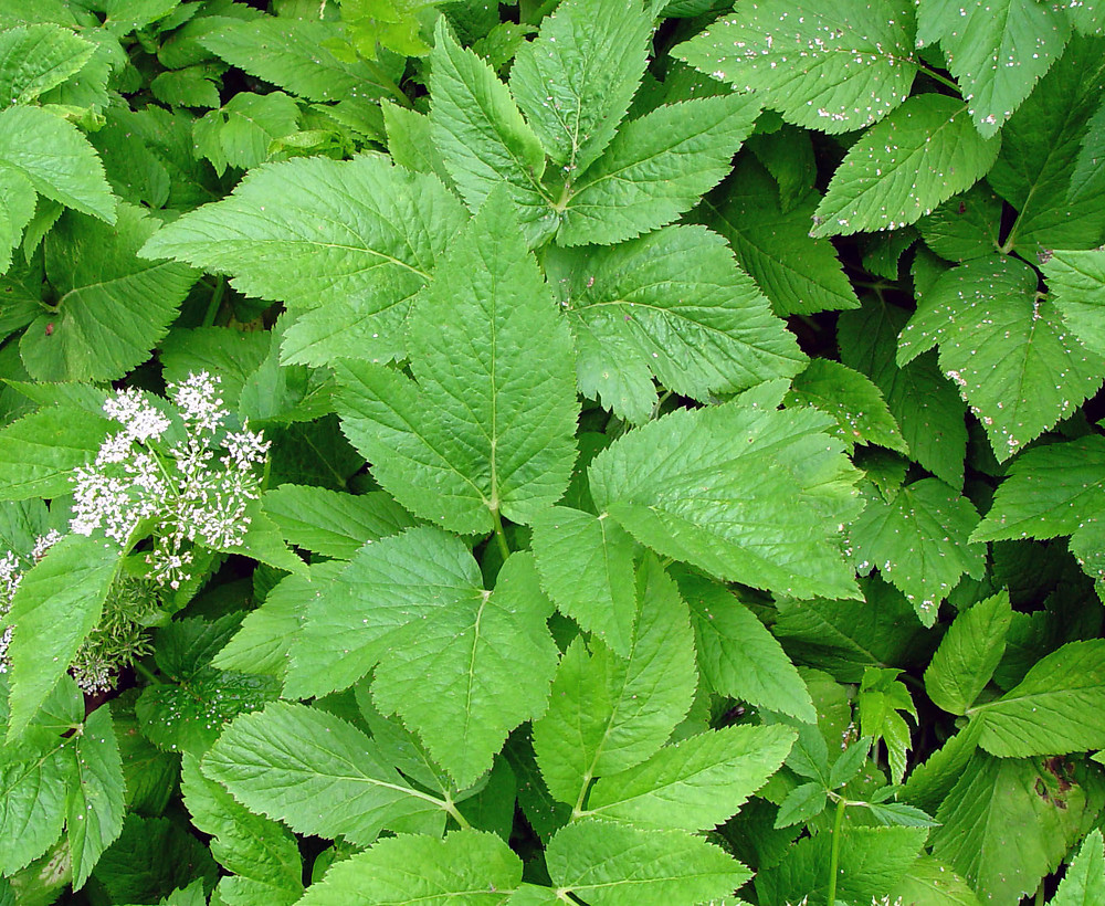 Aegopodium Podagraria