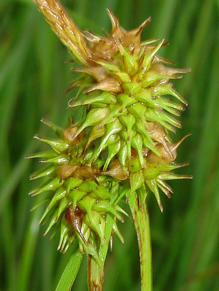 Carex Flava