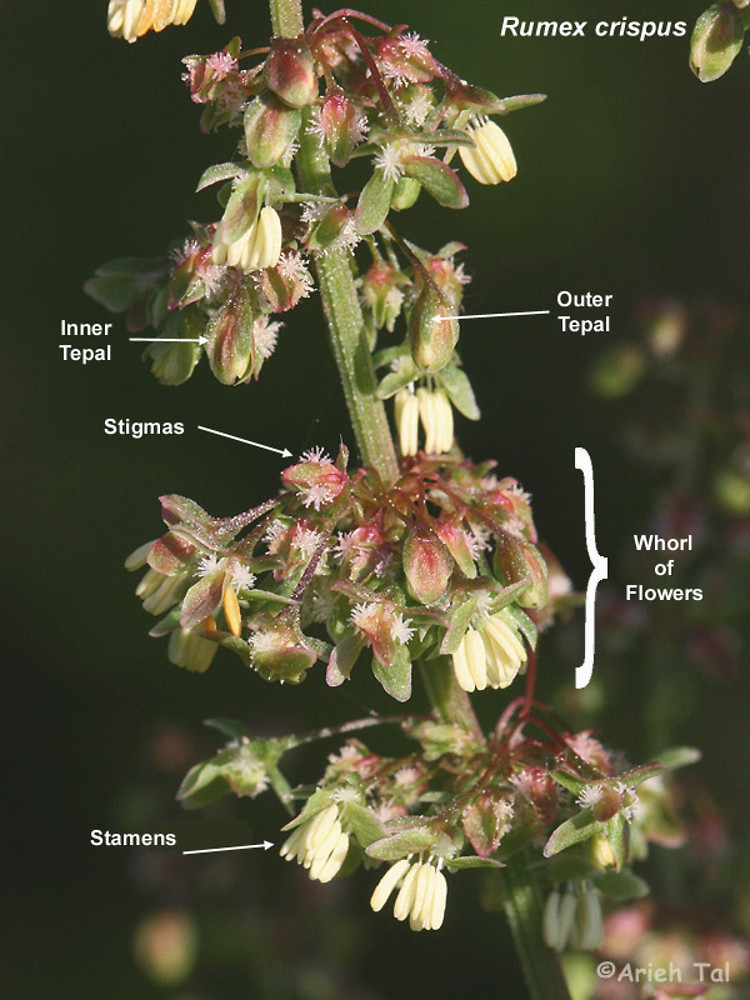 [Image: rumex-crispus-fl-atal.jpg]