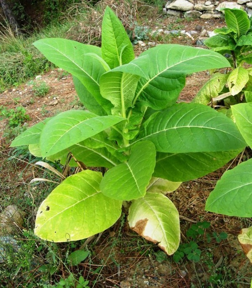 Nicotiana Tabacum