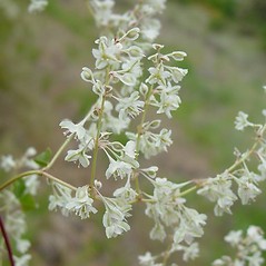 Flowers: Fallopia baldschuanica. ~ By Richard Old. ~ Copyright © 2013 CC BY-NC 3.0. ~  ~ Bugwood - www.bugwood.org/
