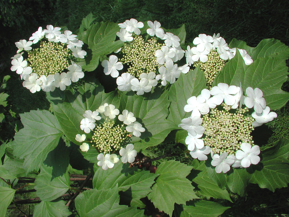 Live American Cranberry Plant (Viburnum Opulus Var. Americanum) – 6-8" Dormant