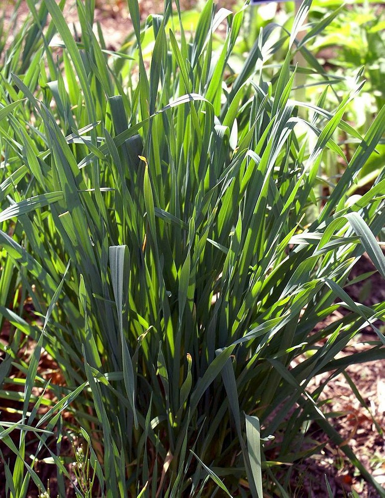 Allium Sativum