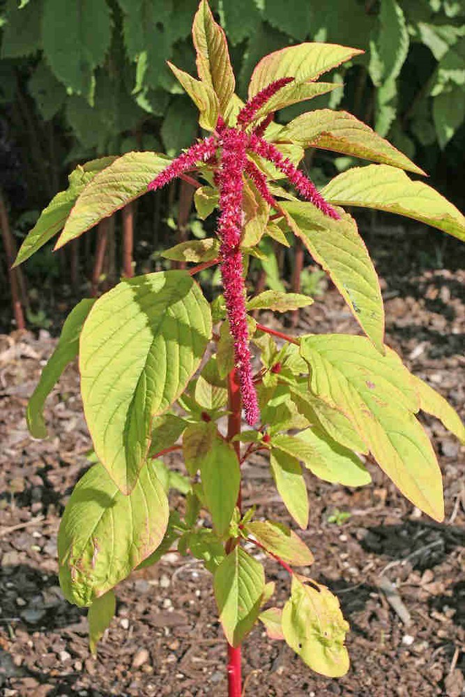 Amaranthus caudatus (purple amaranth): Go Botany