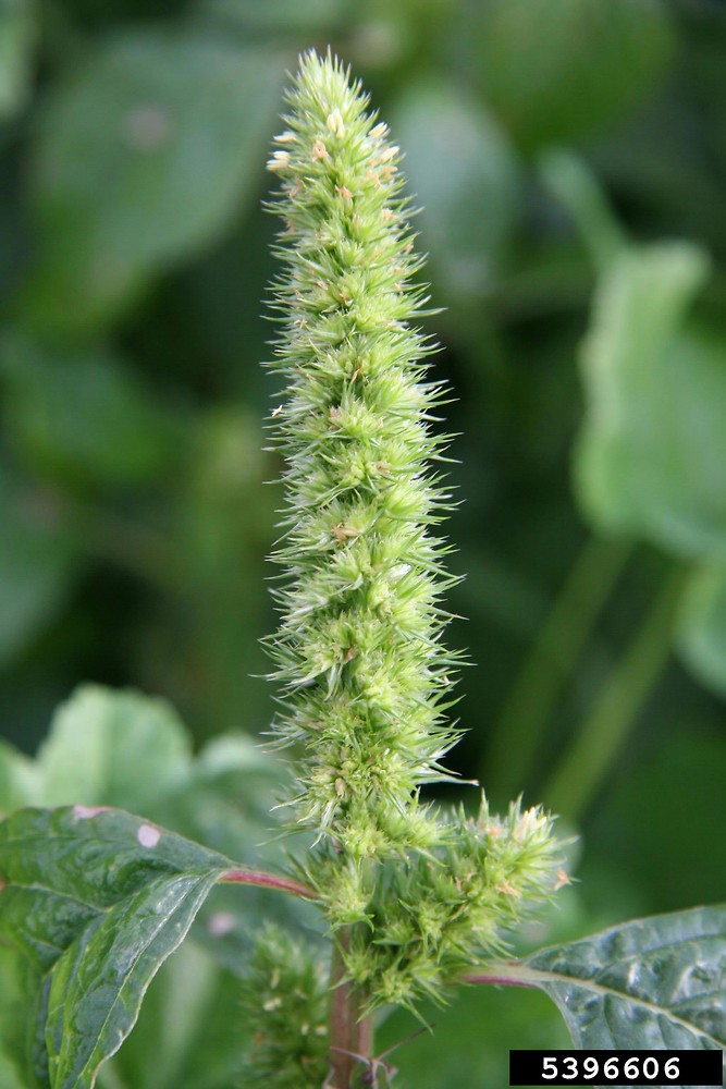 amaranthus cruentus