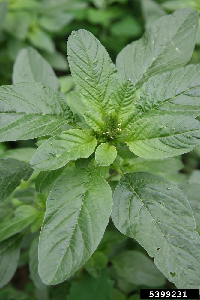 amaranthus cruentus