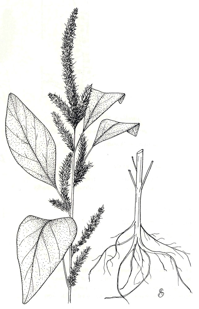 Amaranthus hybridus (green amaranth) Go Botany