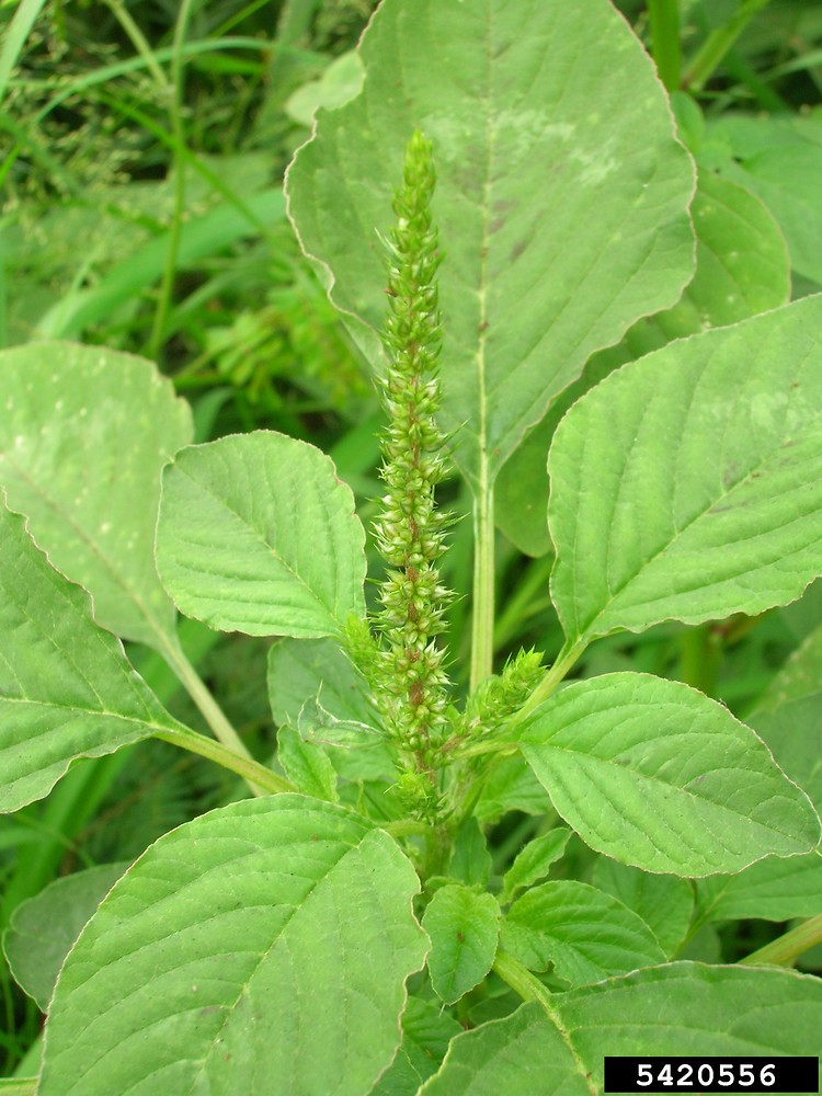 Amaranthus spinosus (spiny amaranth): Go Botany