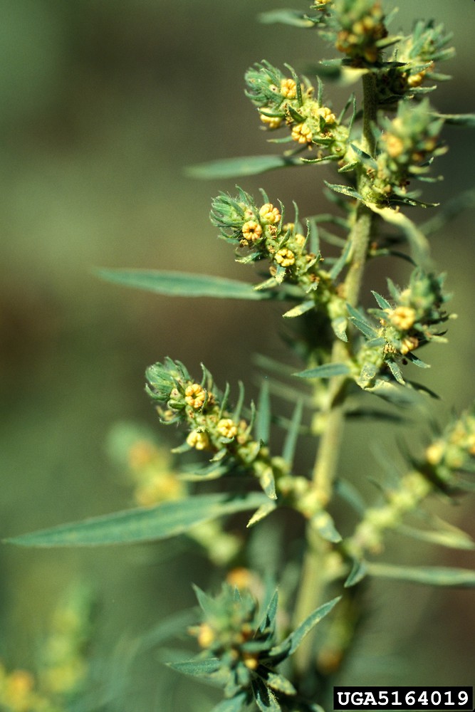 Kochia Kochia