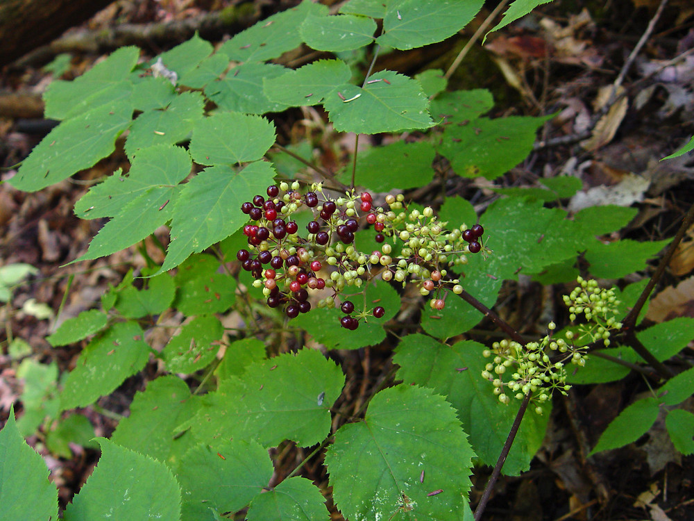 Image result for spikenard aralia