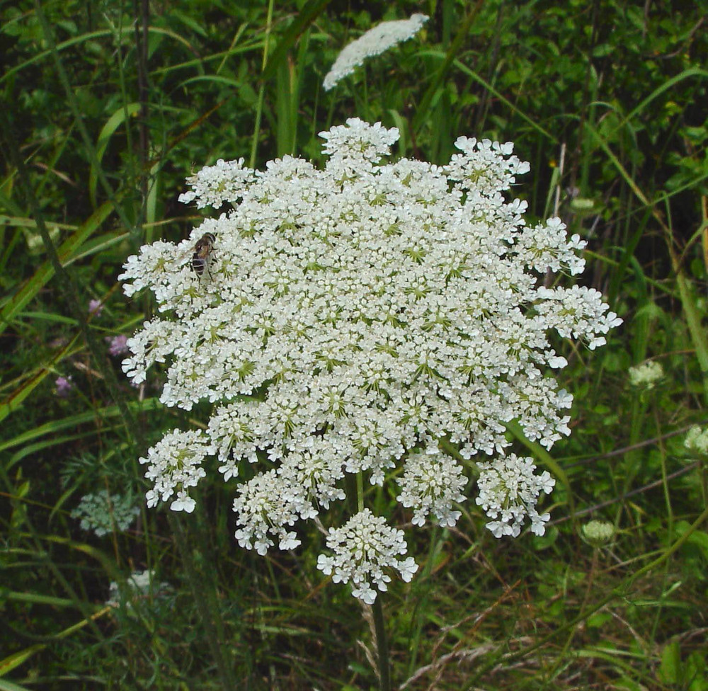 daucus carota fl ahaines b