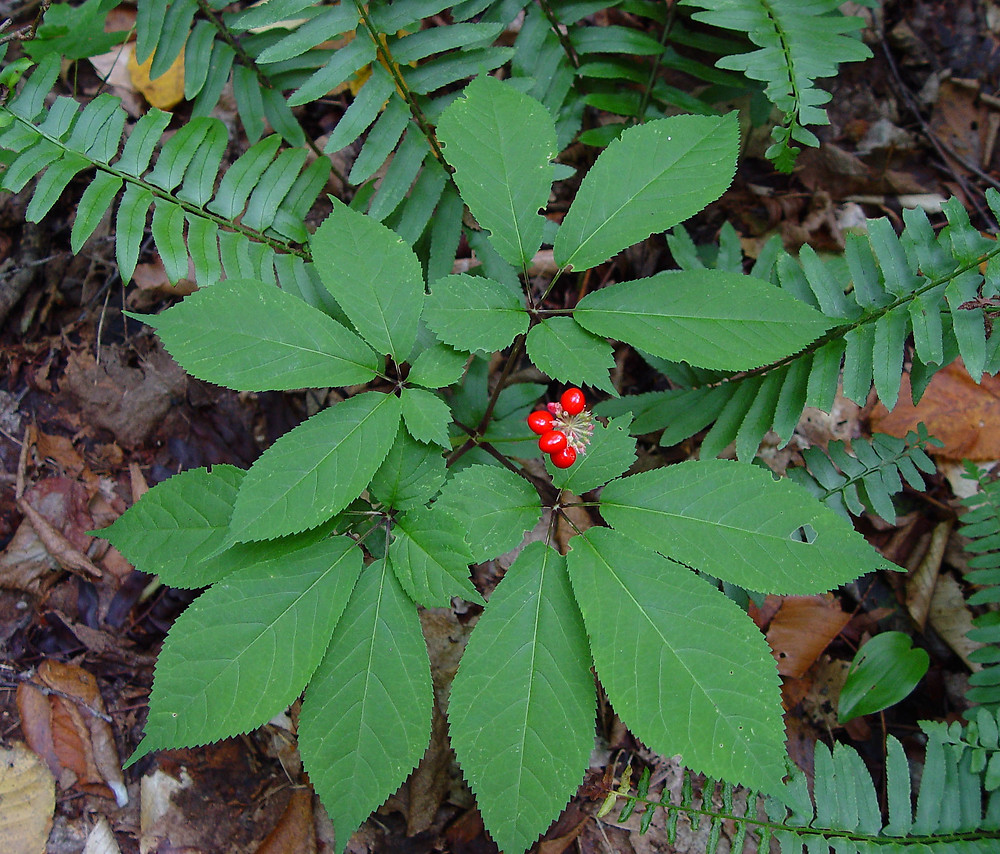 north american ginseng plant