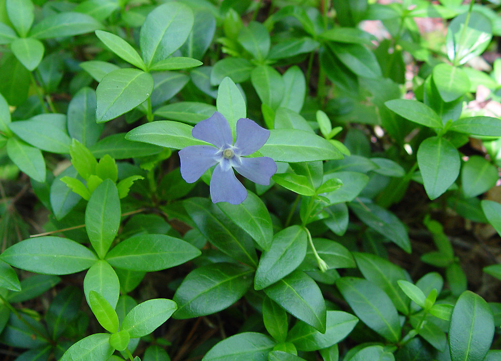 vinca minor leaves