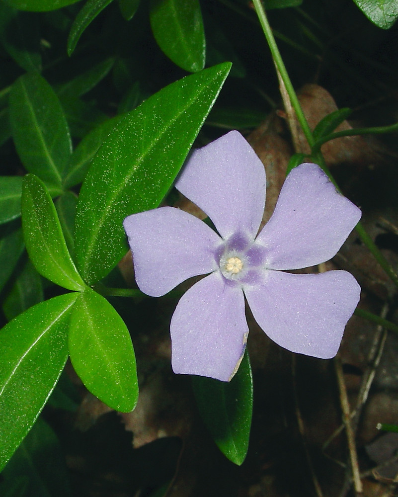 Vinca Minor Lesser Periwinkle Go Botany