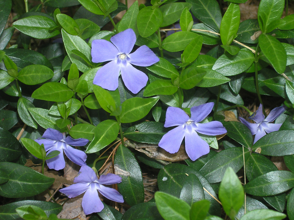 Vinca minor (lesser periwinkle): Go Botany