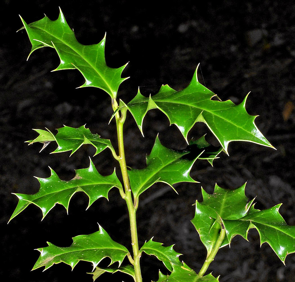 Ilex Aquifolium