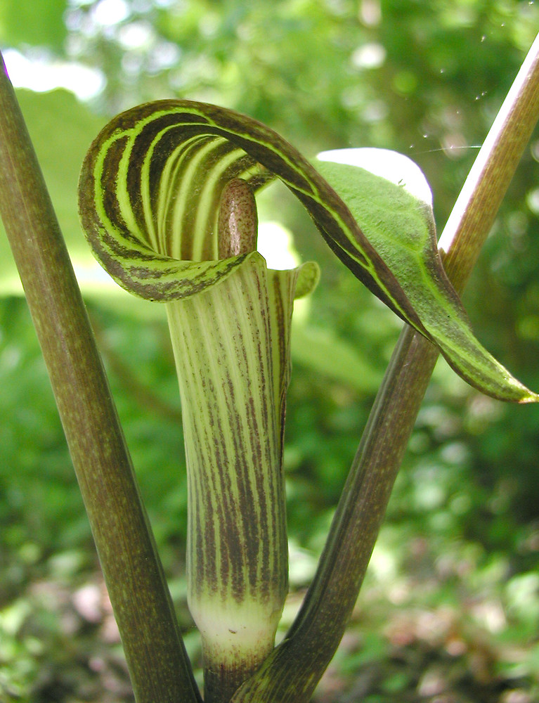 Arisaema triphyllum (Jack-in-the-pulpit): Go Botany