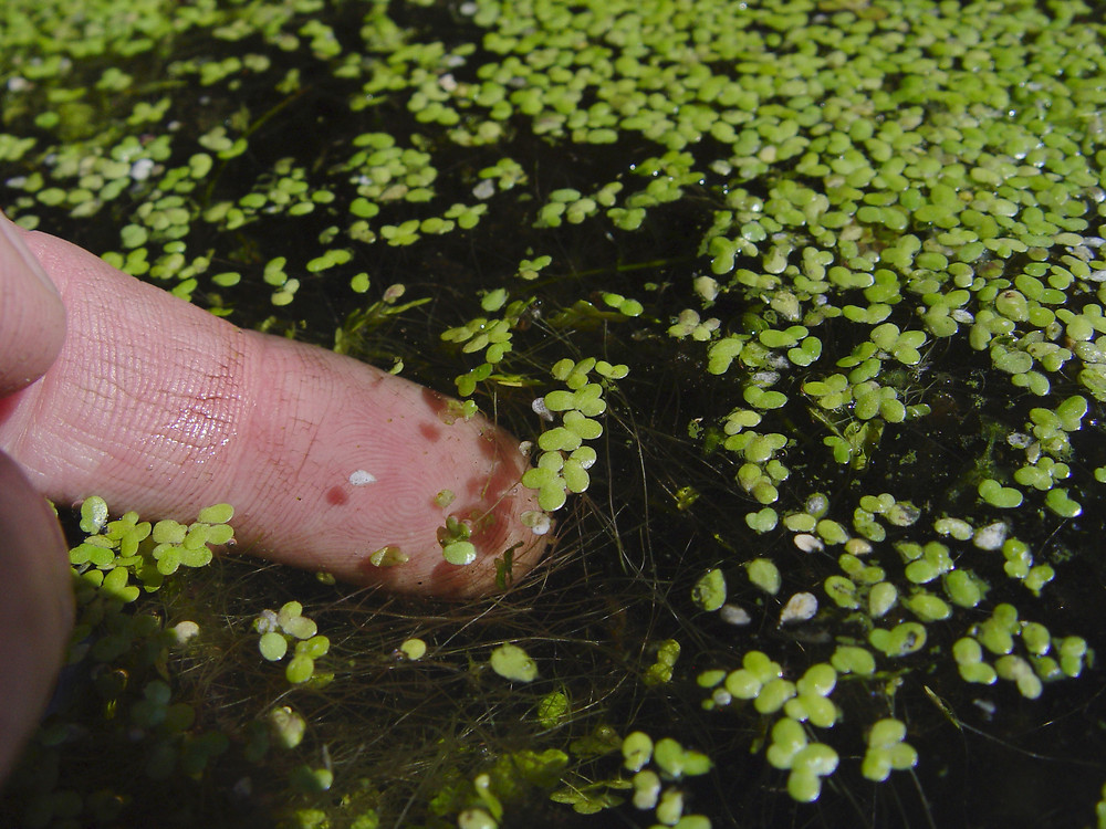 Lemna minor (common duckweed): Go Botany