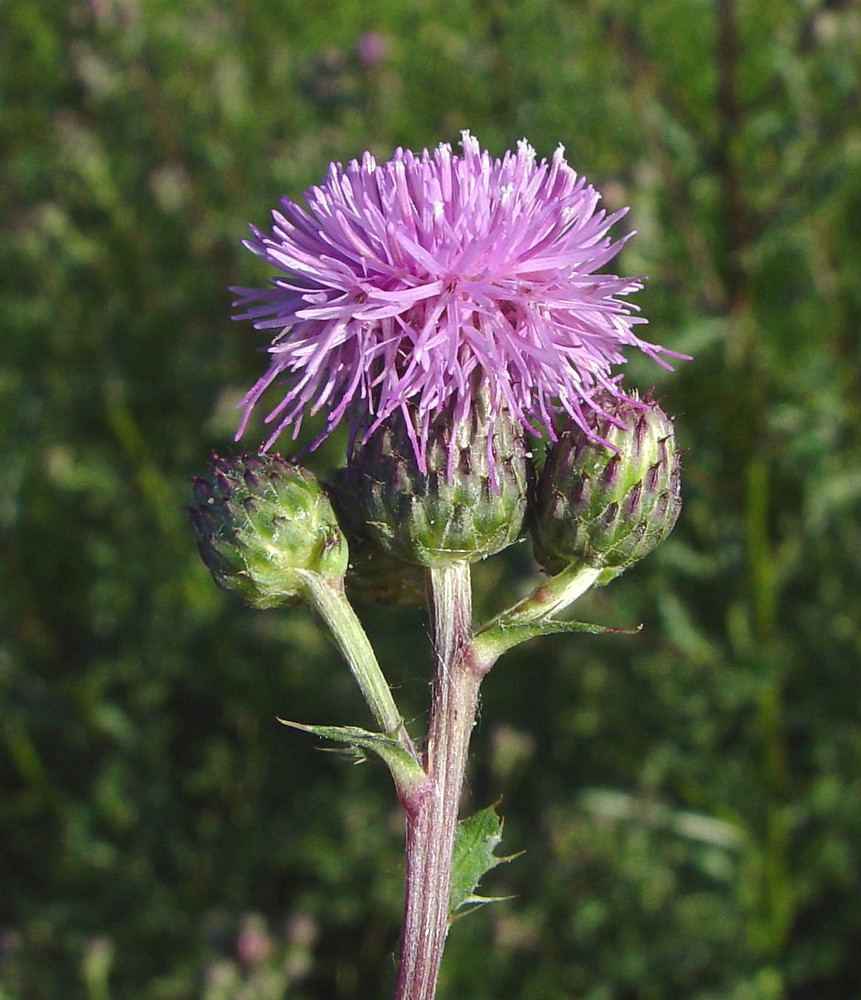 cirsium arvense fl ahaines a