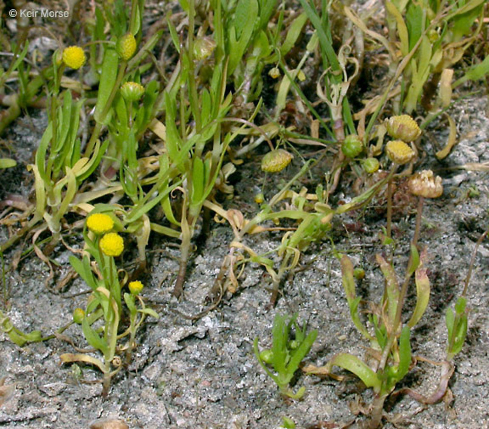 Cotula coronopifolia Profile – California Invasive Plant Council