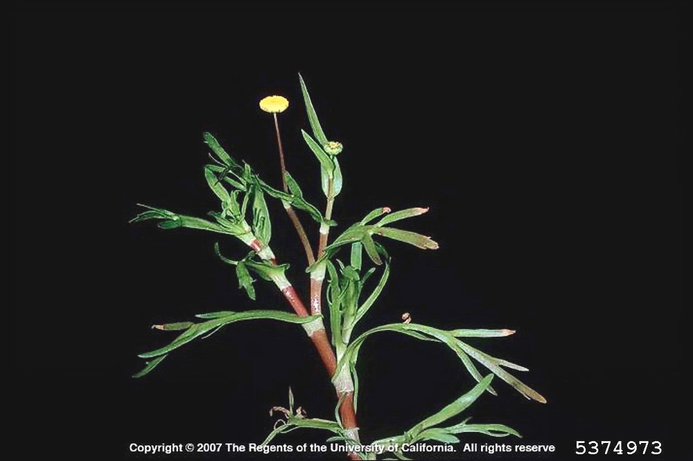 Brass Buttons, Common Brass Buttons: Cotula coronopifolia