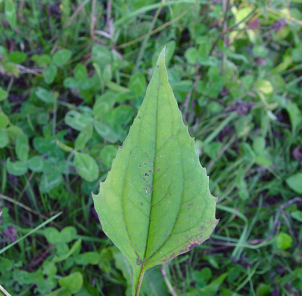 purple coneflower echinacea leaves