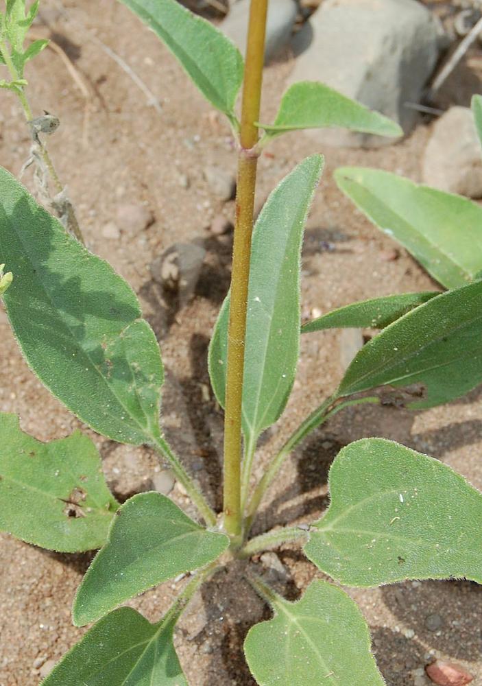 Helianthus Occidentalis Naked Stemmed Sunflower Go Botany