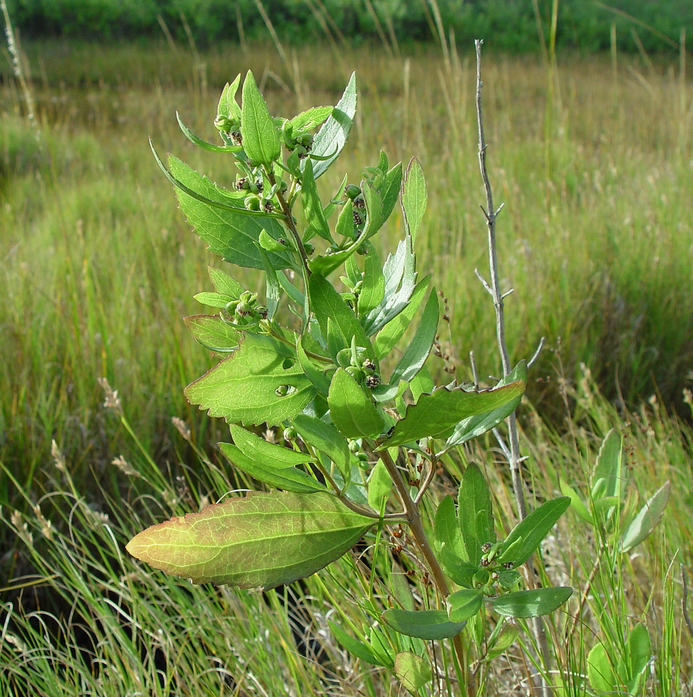 Flower Leaf Identification Chart