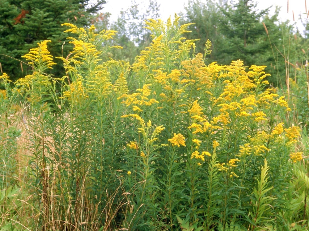 Solidago canadensis (Canada goldenrod): Go Botany