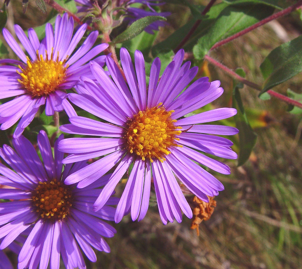 Symphyotrichum novae-angliae (New England American-aster ...