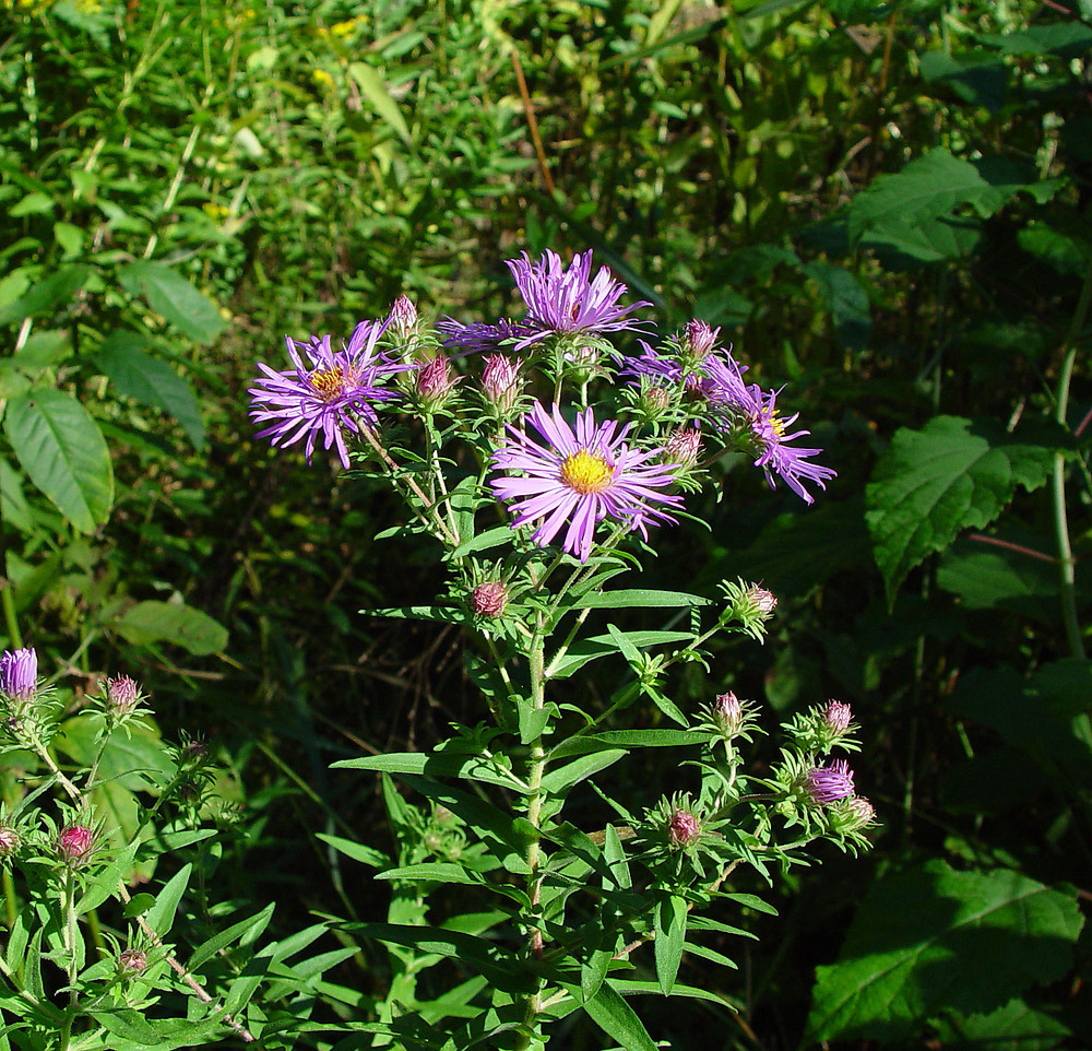 Symphyotrichum Novae Angliae