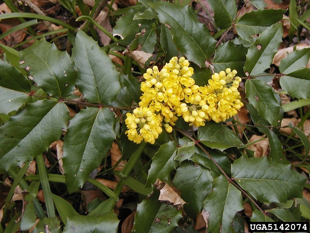 berberis aquifolium fl dowgardens