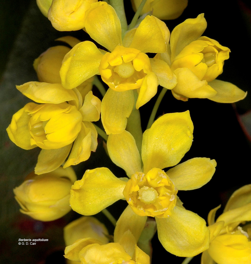 Image of Single Oregon grape flower