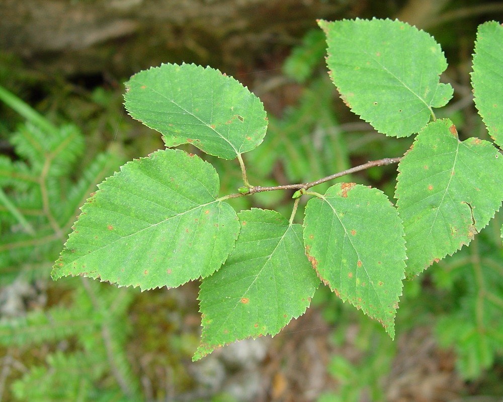 paper birch tree leaves