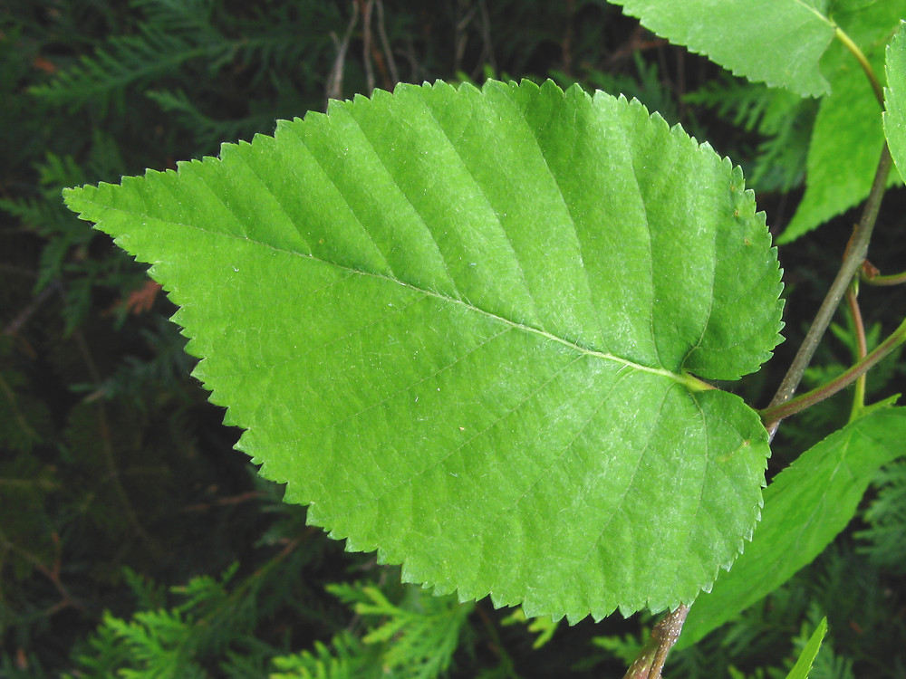 paper birch tree leaves