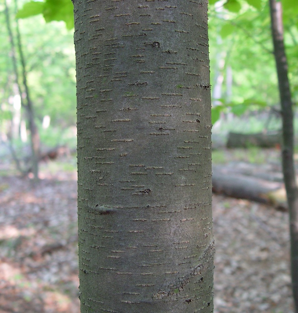 black birch leaf