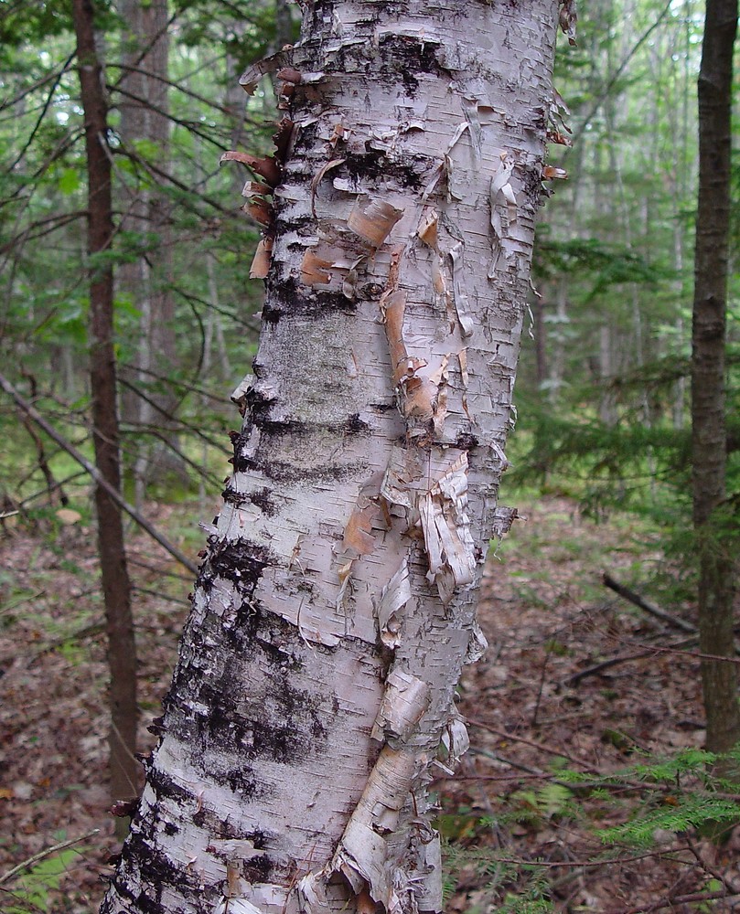 Betula Papyrifera paper Birch Go Botany Betula Papyrifera paper Birch Go Botany