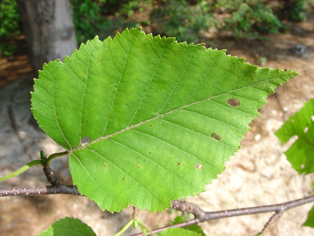 paper birch tree leaves