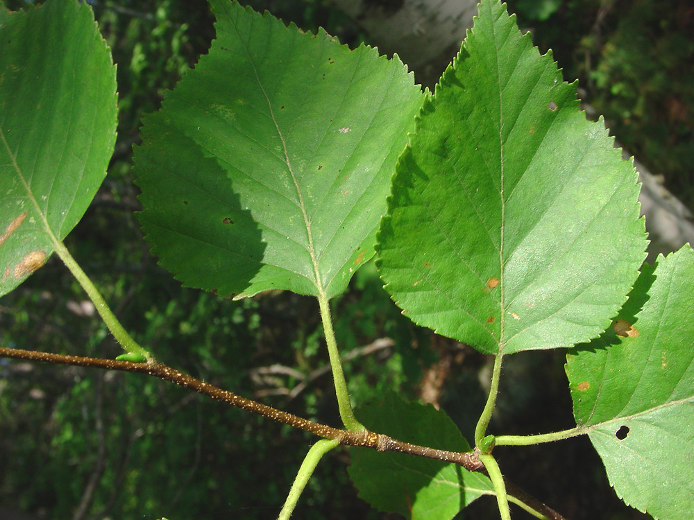 Betula Papyrifera paper Birch Go Botany Betula Papyrifera paper Birch Go Botany