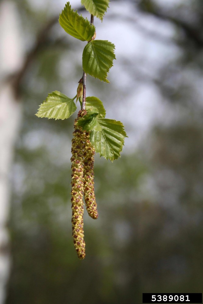 Weeping Birch Seeds - 1000 Bulk Seeds, Betula Pendula, Long Flowing Branches, Bonsai