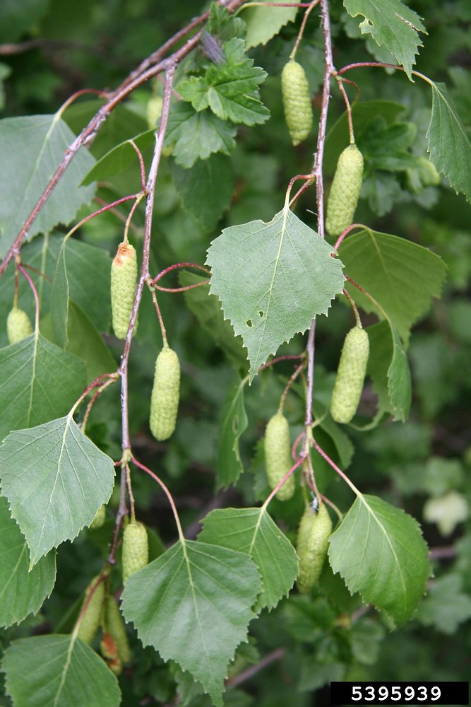 How to identify silver birch (Betula pendula) in a few steps