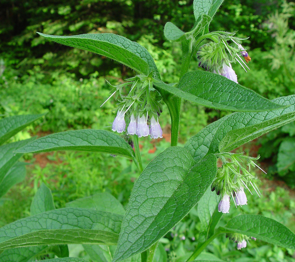 comfrey symphytum officinale plants