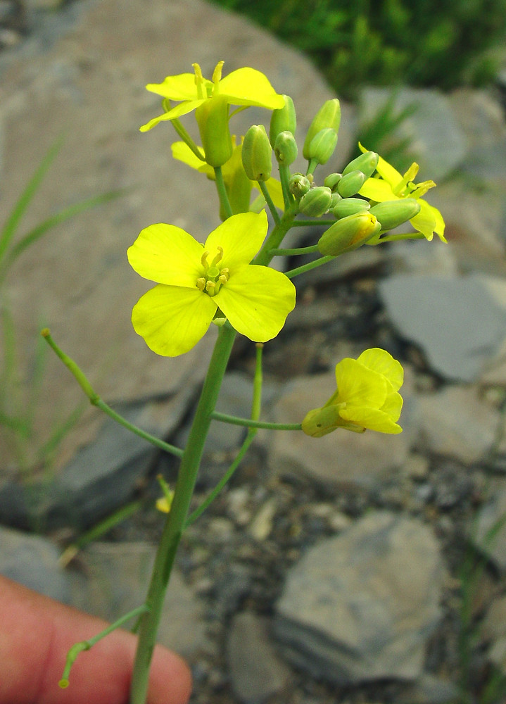 Brassica Rapa Rape Go Botany