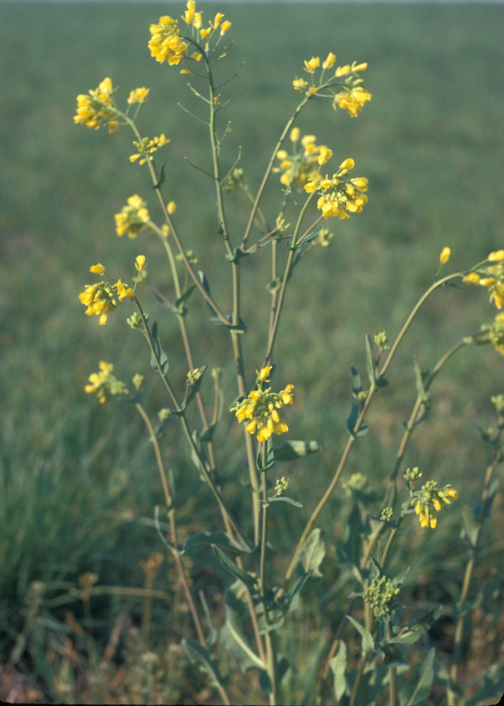 Brassica Rapa Rape Go Botany