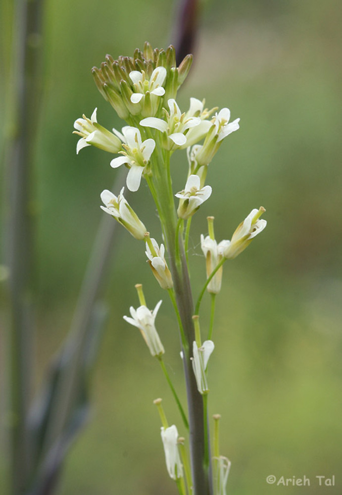 Turritis Glabra tower mustard Go Botany Turritis Glabra tower mustard Go Botany