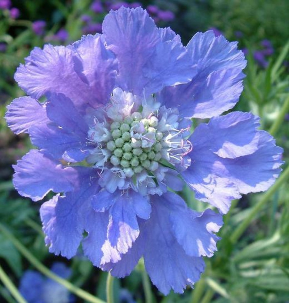 Scabiosa columbaria (dove pincushions): Go Botany