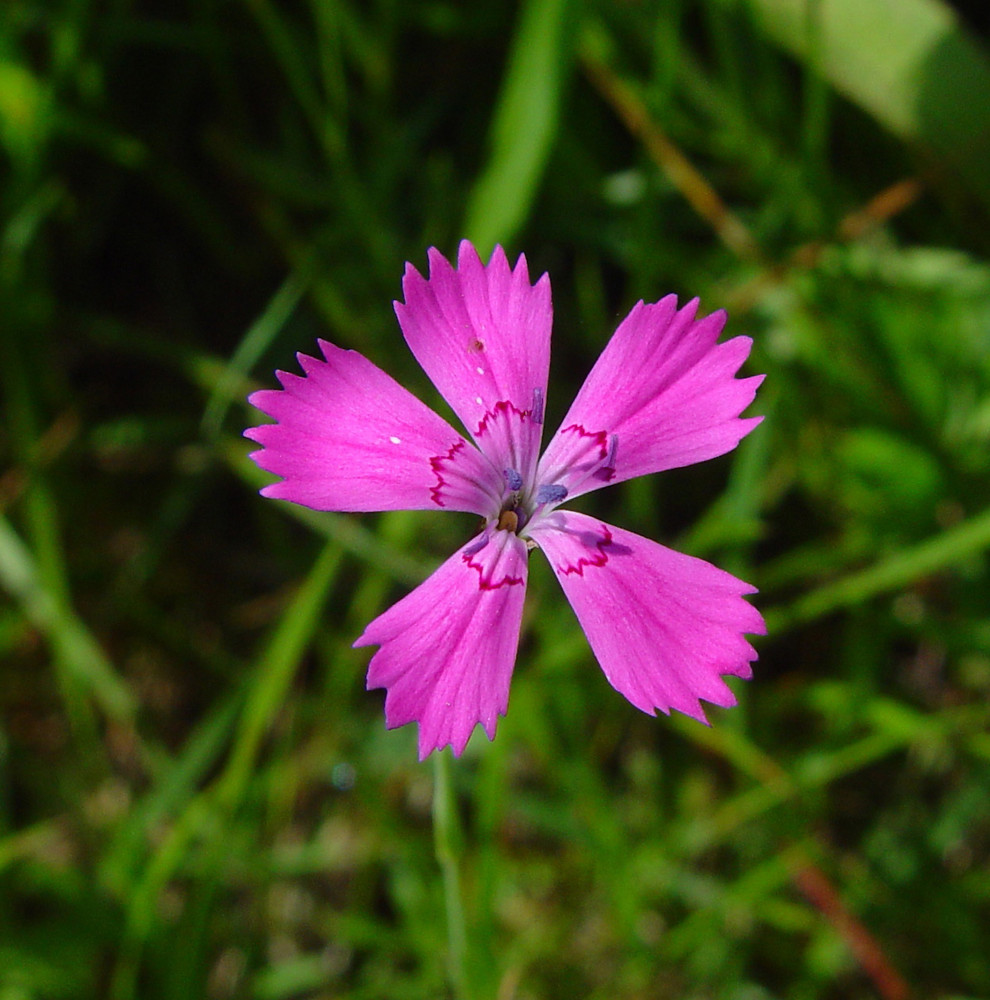Dianthus Deltoides maiden Pink Go Botany