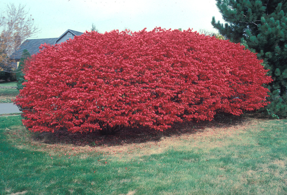 Euonymus alatus (burning-bush, winged spindle-tree): Go Botany