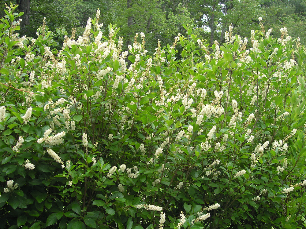 Clethra plant information