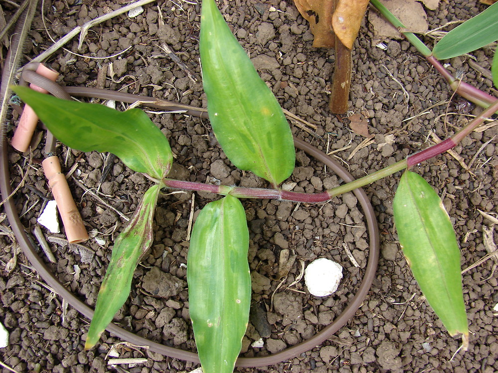 Commelina Diffusa